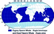pygmy sperm whale map
